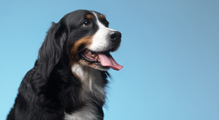 Zachránil mě můj pes. Doslova